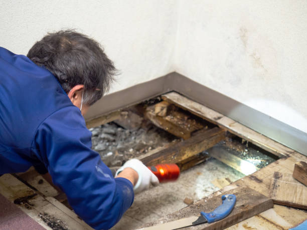 Best Crawl Space Mold Removal  in Eudora, KS