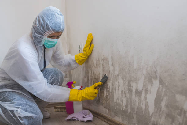 Best Residential Mold Removal  in Eudora, KS
