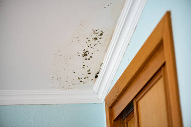 Best Mold Remediation  in Eudora, KS