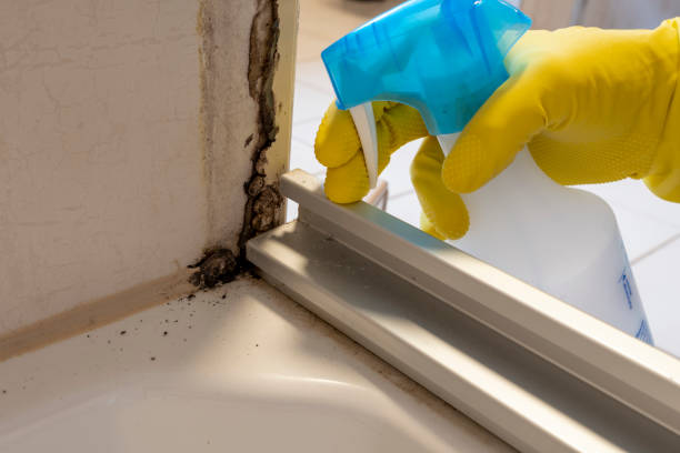 Best Best Mold Removal Companies  in Eudora, KS