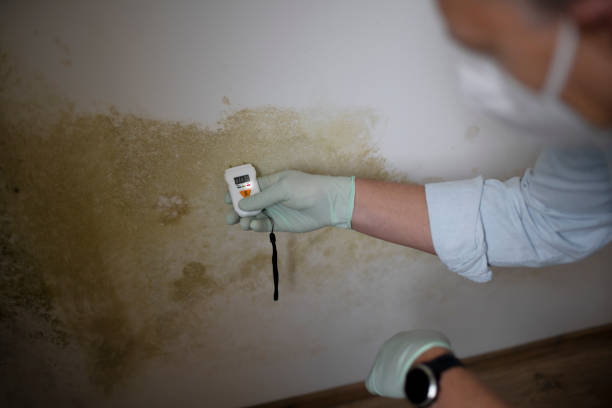 Best Mold Cleaning Services  in Eudora, KS