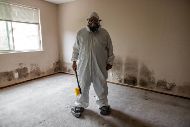 Best Black Mold Removal  in Eudora, KS