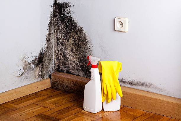 Best Office Mold Removal Services  in Eudora, KS