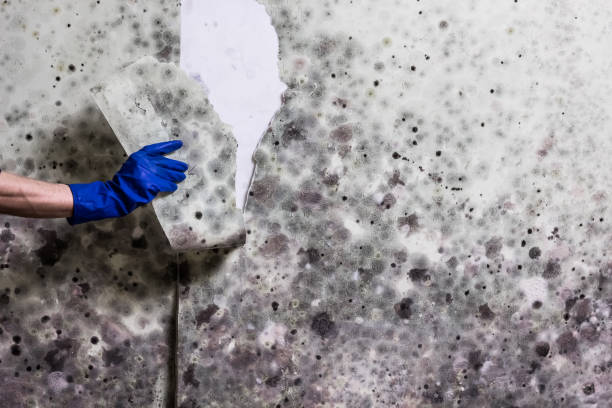 Mold Testing and Removal in Eudora, KS